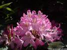 07Rhododendron100608.JPG