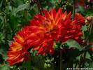 20Dahlien260808.JPG