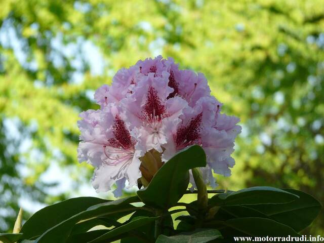 10Rhododendron240409.JPG